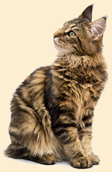 Кошки Мейн-кун