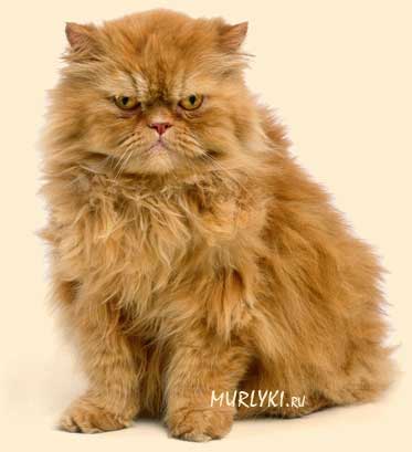 Персидский  кот