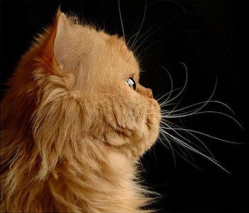 Персидский  кот