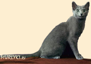 Русская голубая кошка