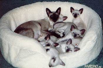 http://www.murlyki.ru/breed/siamese1.jpg