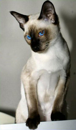 http://www.murlyki.ru/breed/siamese2.jpg