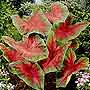 http://www.murlyki.ru/danger/flowers/caladium4_s.jpg