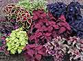 http://www.murlyki.ru/danger/flowers/coleus1_s.jpg