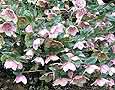 http://www.murlyki.ru/danger/flowers/helleborus1_s.jpg