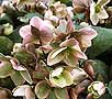 http://www.murlyki.ru/danger/flowers/helleborus3_s.jpg