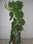 http://www.murlyki.ru/danger/flowers/philodendron1_s.jpg