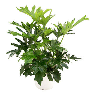 philodendron4.jpg