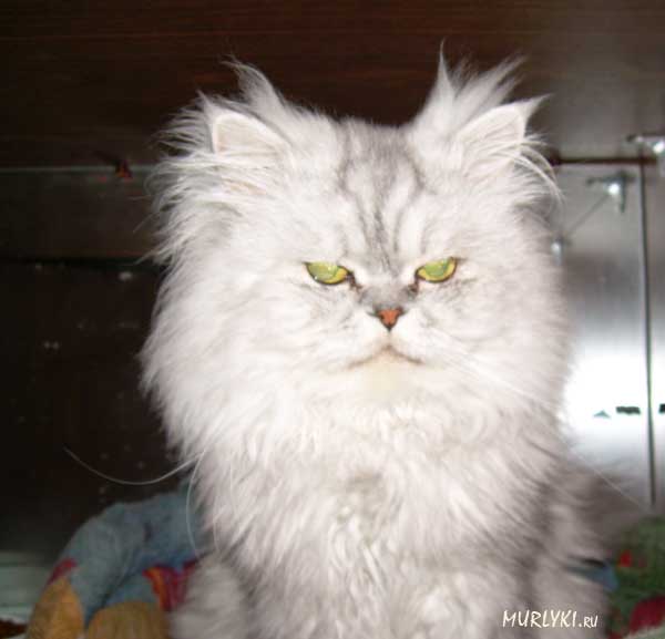 http://www.murlyki.ru/funny/foto/foto075_l.jpg
