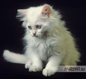 http://www.murlyki.ru/interesting/whitecat1.jpg